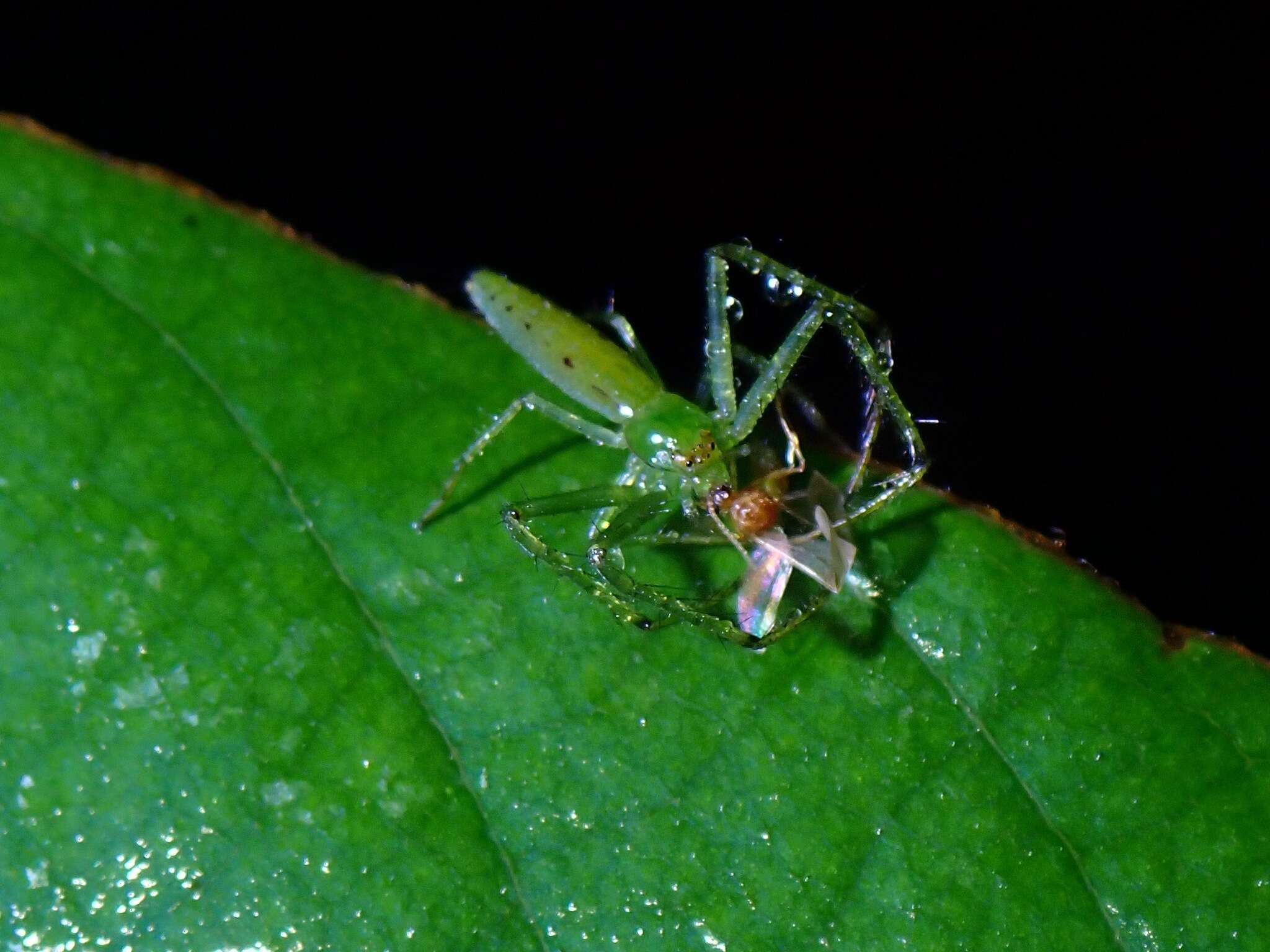 Image of Oxytate virens (Thorell 1891)