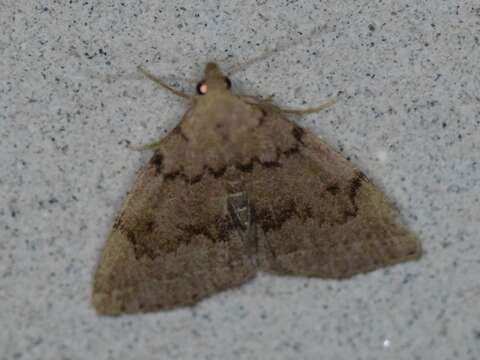 Image of Zanclognatha dentata Wagner & McCabe 2011