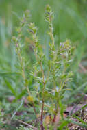 Image of spring speedwell