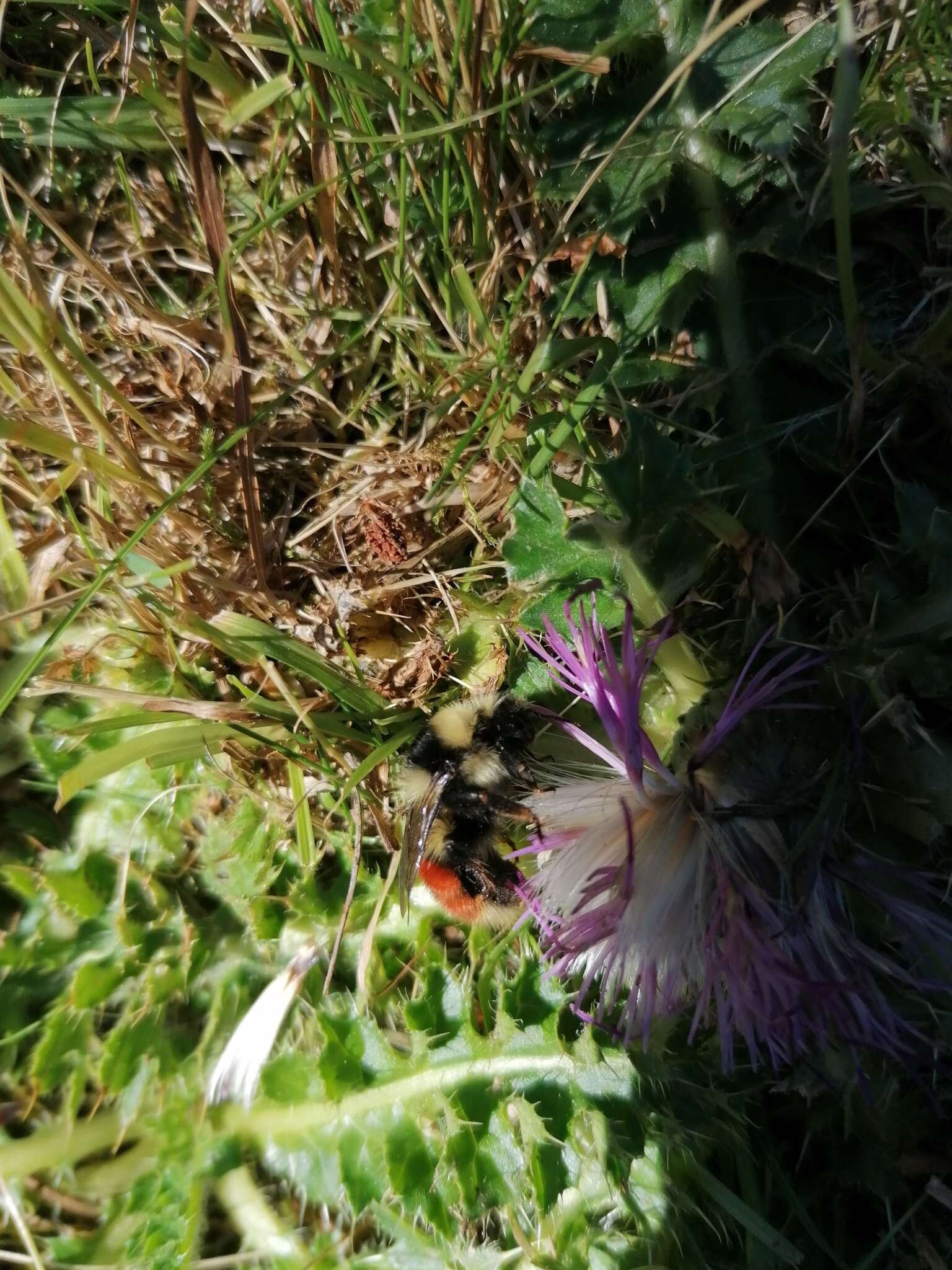 Image of Bombus monticola Smith 1849