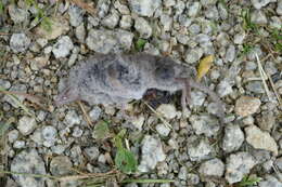 Image of greater white-toothed shrew, house shrew