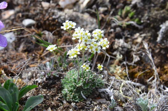 Image of grayleaf draba