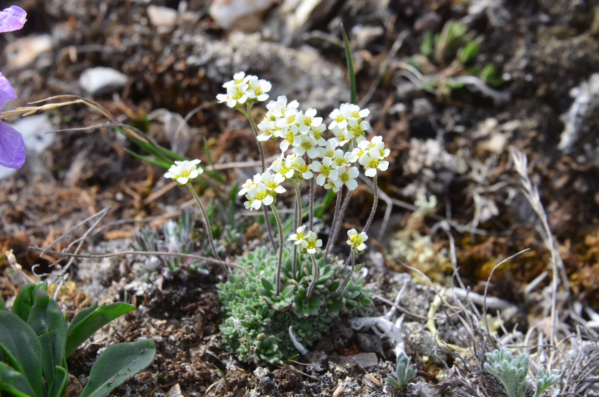 Image of grayleaf draba