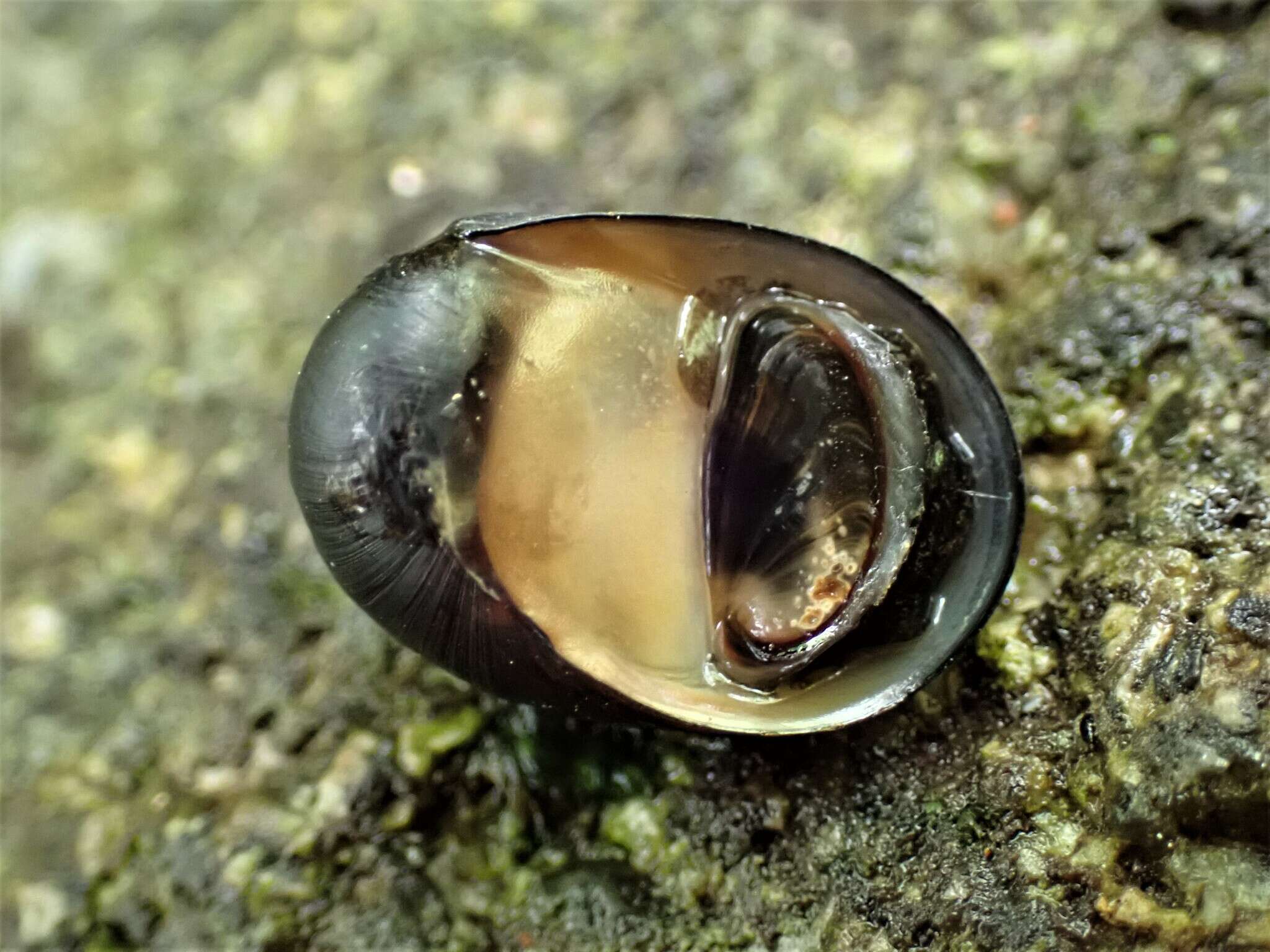 Image of dusky nerite