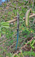 Image of Gran Canaria Skink