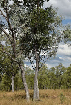 Image of Eucalyptus microneura Maiden & Blakely