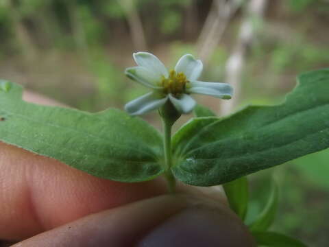 Image de Zinnia leucoglossa S. F. Blake