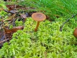 Image of Cortinarius croceus (Schaeff.) Gray 1821