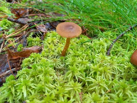 Imagem de Cortinarius croceus (Schaeff.) Gray 1821