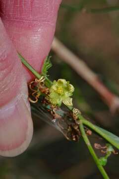 Image of slimlobe globeberry