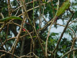 Image of Indigo-capped Hummingbird