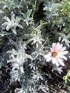 Image of African daisy