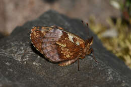 Plancia ëd Boloria frigga gibsoni (W. Barnes & McDunnough 1926)