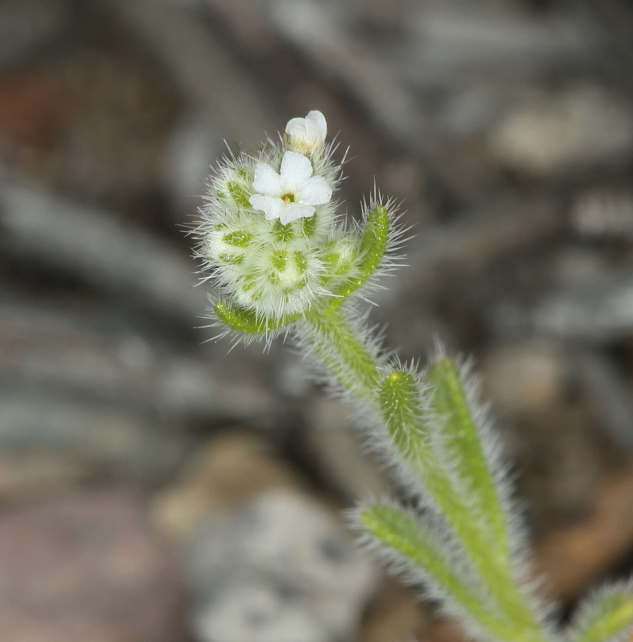 صورة Cryptantha gracilis Osterh.