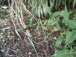 Image of East Indian bristlegrass