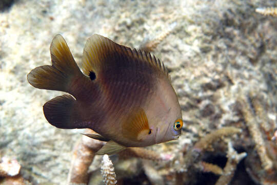 Image of dusky farmerfish