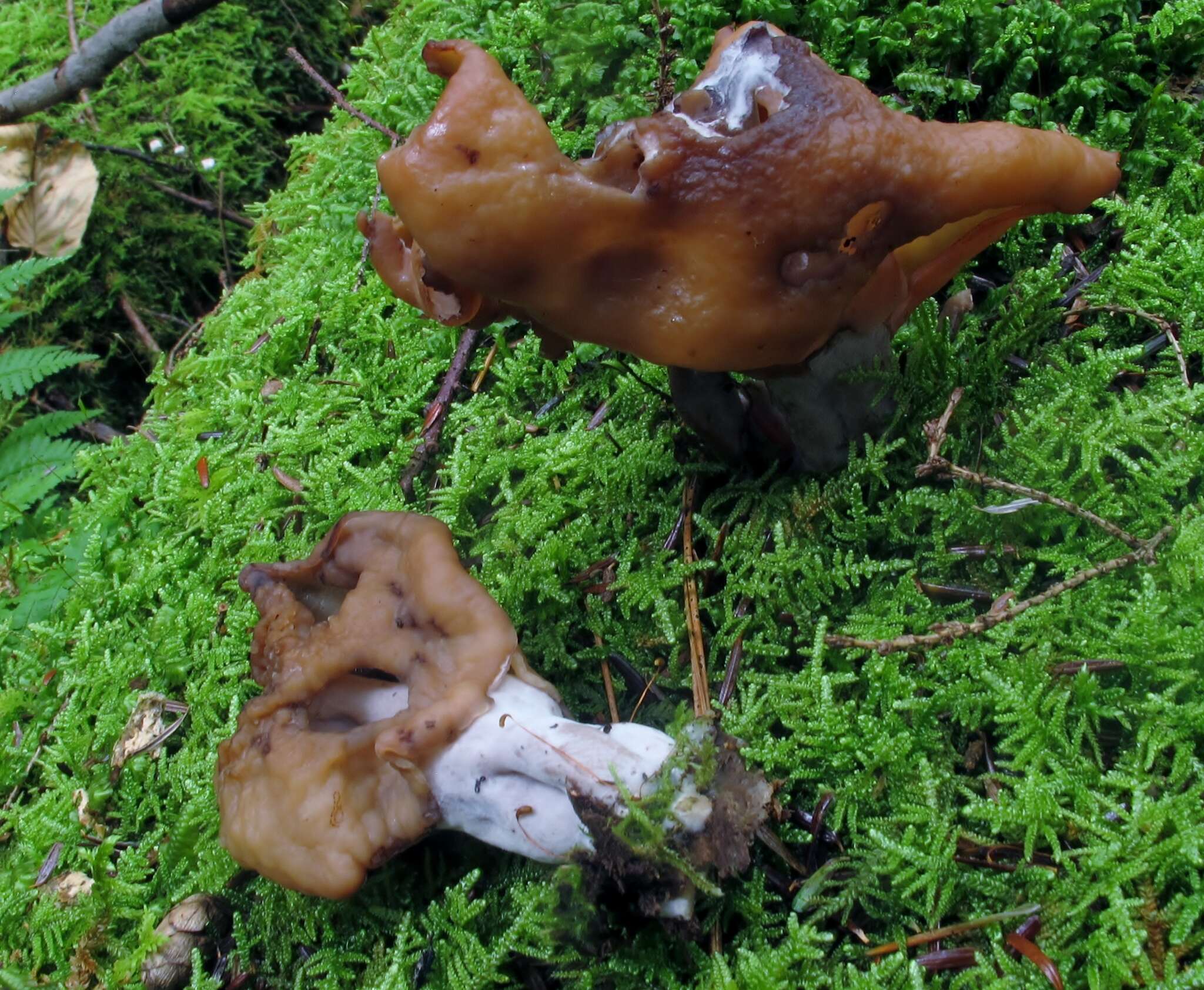 Image de Gyromitra infula (Schaeff.) Quél. 1886