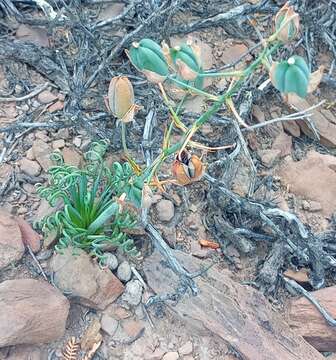 Image of Albuca spiralis L. fil.