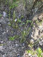 Image of one-cone clubmoss