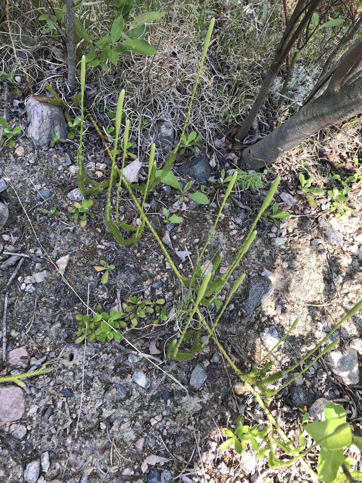 Image of one-cone clubmoss