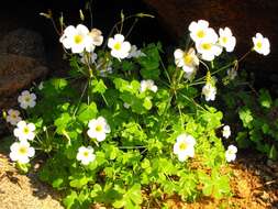 Sivun Oxalis fenestrata Dreyer, Roets & Oberl. kuva