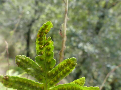 Plancia ëd Polypodium macaronesicum subsp. macaronesicum