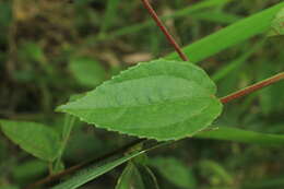 Image of Peltaea riedelii (Gürke) Standl.