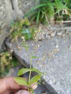 Veronica anagalloides Guss.的圖片