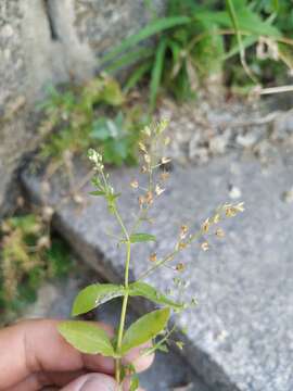 Слика од Veronica anagalloides Guss.