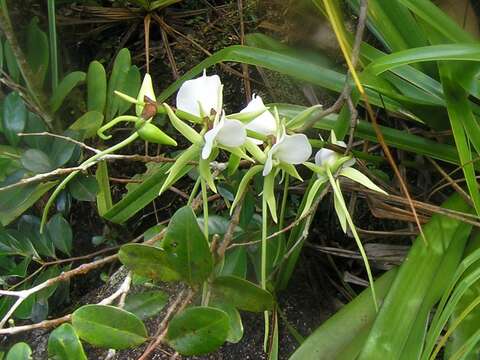 Image of Ivory Angraecum