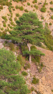 Image of Pinus nigra subsp. salzmannii (Dunal) Franco