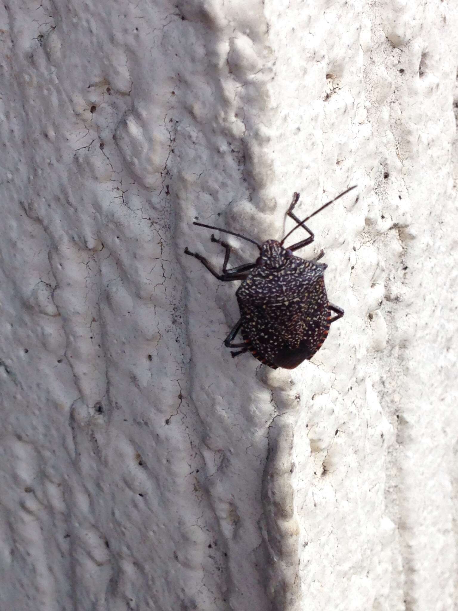 Image of Stink bug