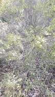 Image of mallee honeymyrtle