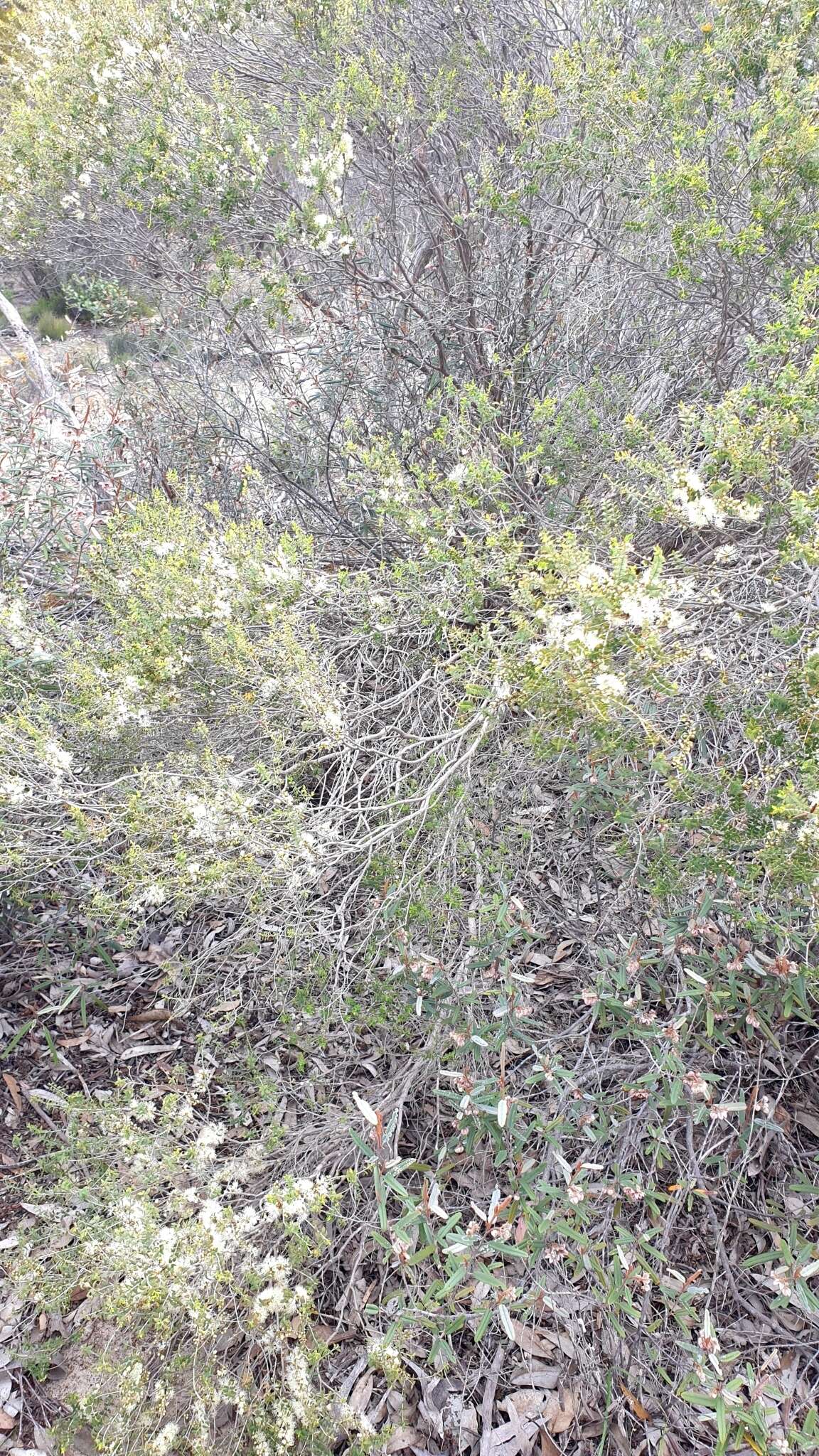 Image of mallee honeymyrtle