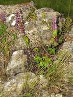 Слика од Plectranthus bojeri (Benth.) Hedge