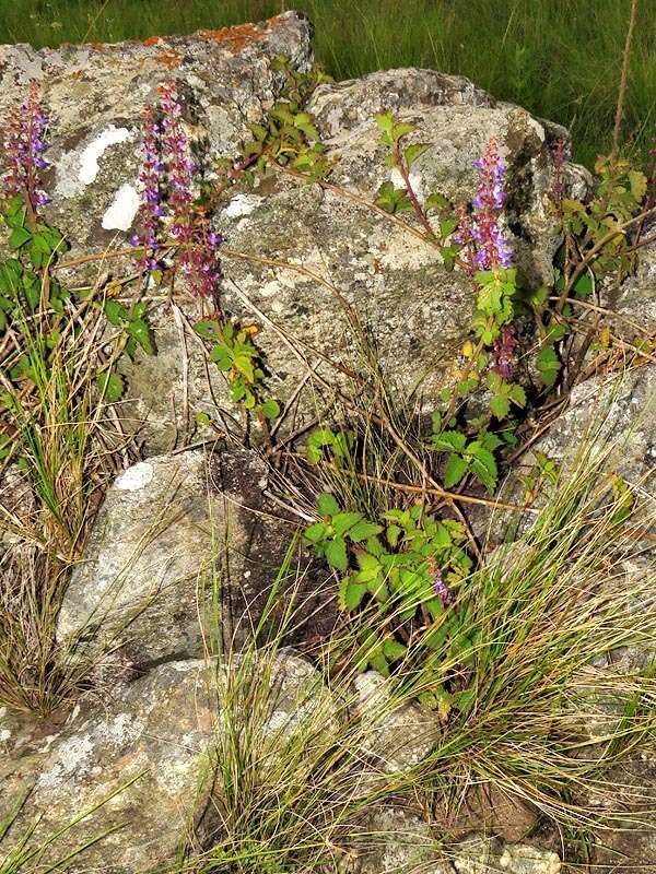 Слика од Plectranthus bojeri (Benth.) Hedge