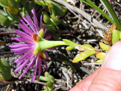 Imagem de Lampranthus falciformis var. falciformis