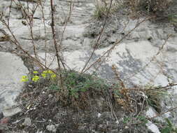 Image de Artemisia pubescens Ledeb.