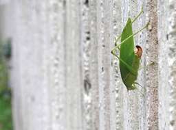 Image of Japanese broadwinged katydid