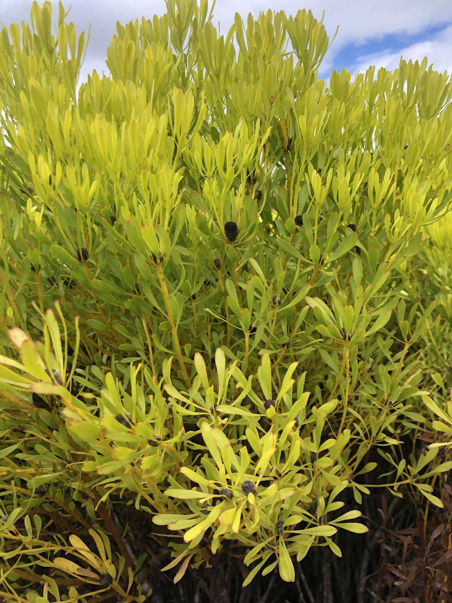 Image of Leucadendron platyspermum R. Br.