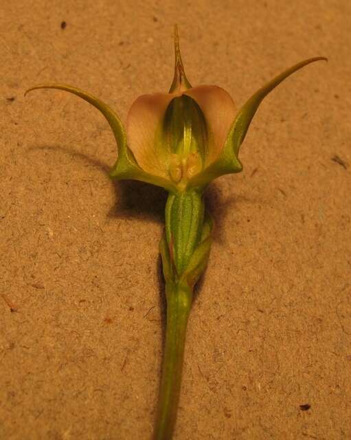 Image of Disperis capensis var. brevicaudata Rolfe