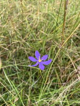 Imagem de Nemastylis floridana Small