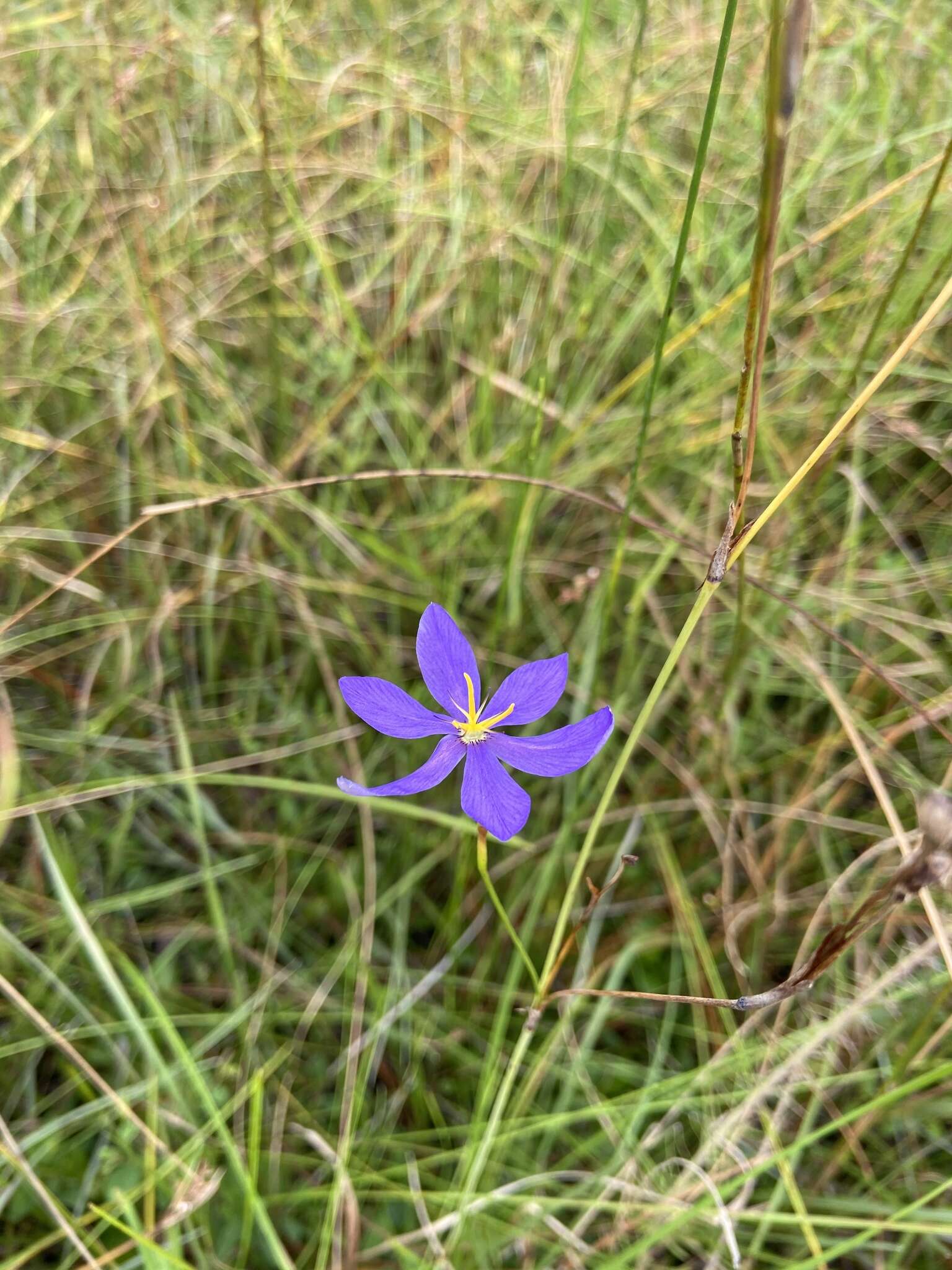 Image of fallflowering pleatleaf