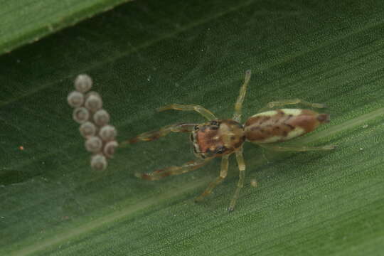 Image of Indopadilla insularis