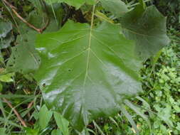 Image of Solanum hirtum Vahl