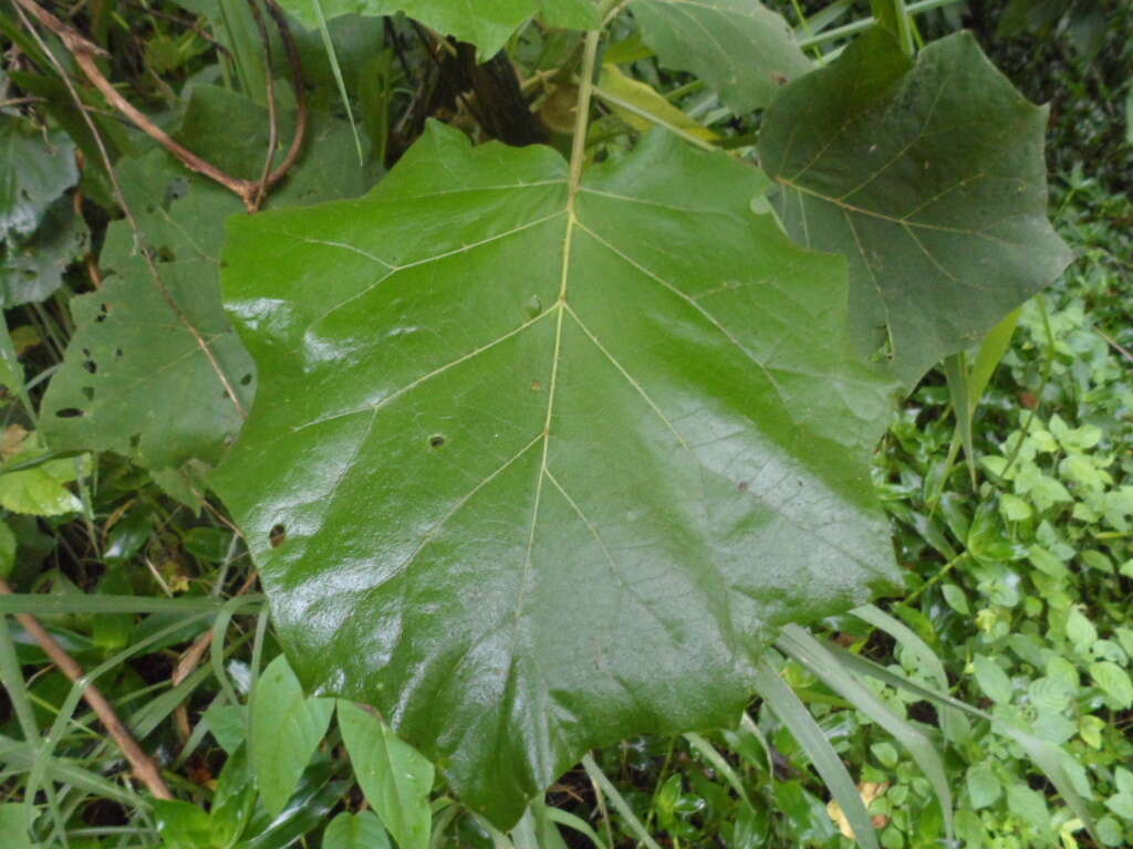 Image of Solanum hirtum Vahl