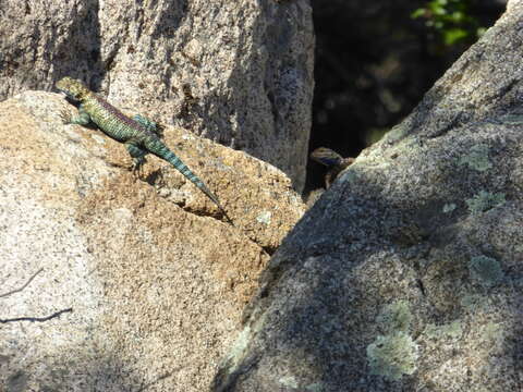 Image of Granite Spiny Lizard