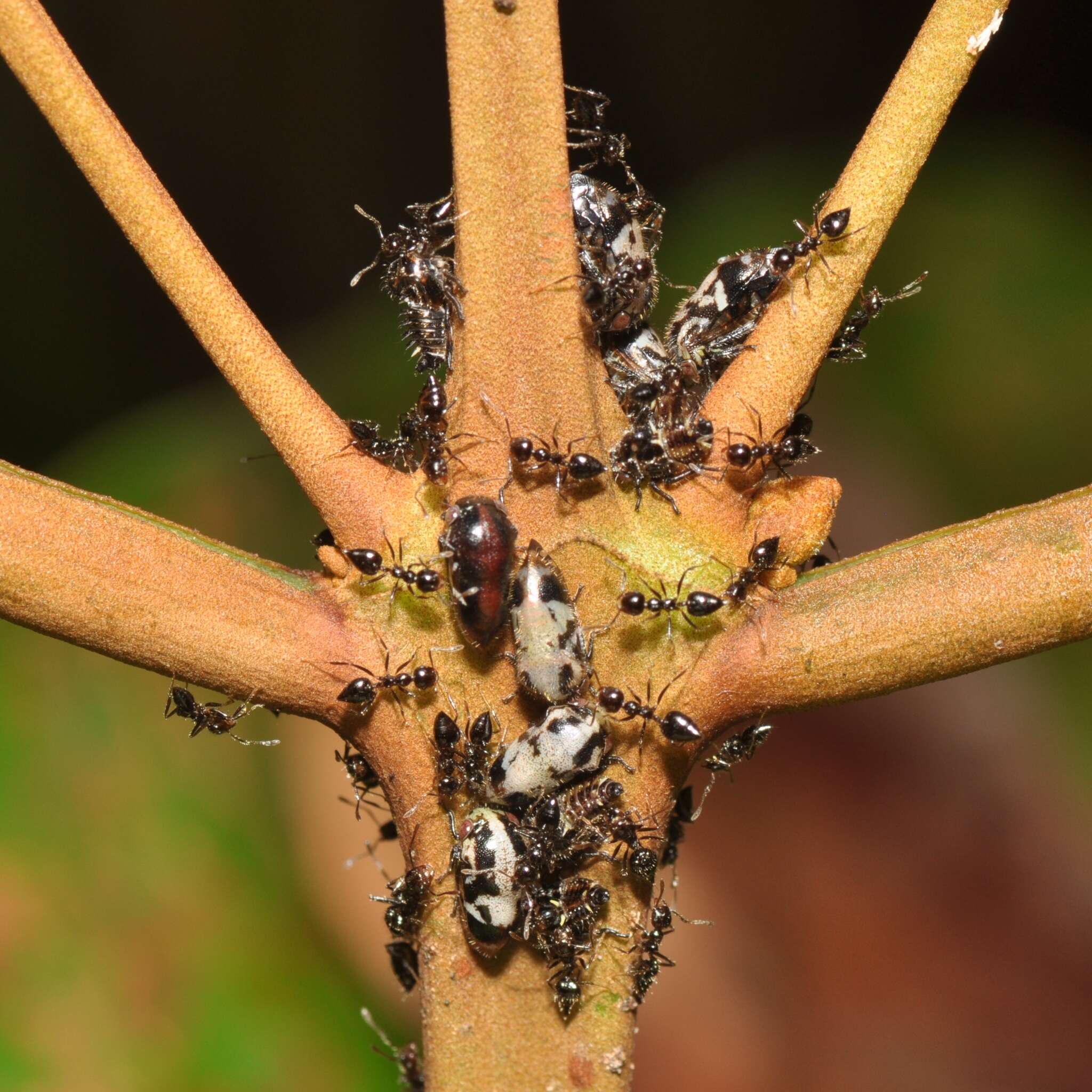 Imagem de Harmonides reticulata Fabricius