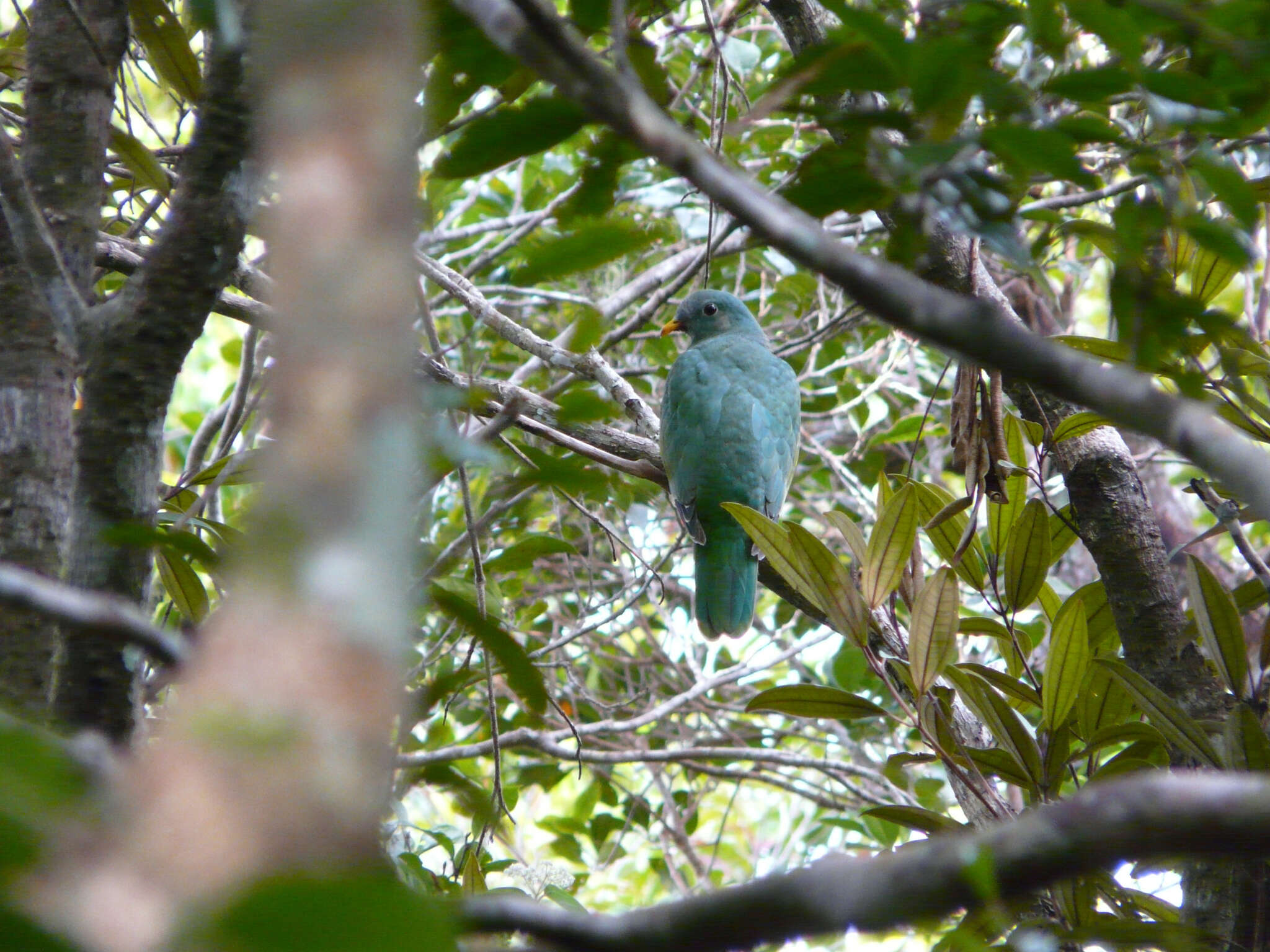 Image of Black-chinned Fruit Dove