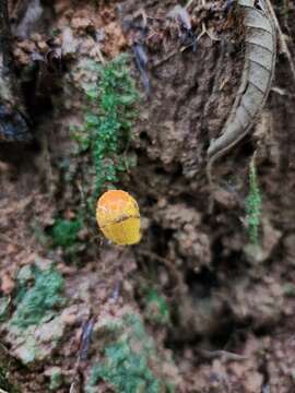 Image of Leucocoprinus brunneoluteus Capelari & Gimenes 2004